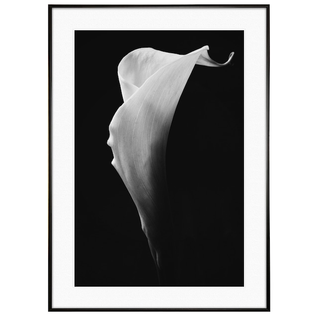 花写真 カラーリリー 静謐の花影 インテリア モノクロアートポスター額装  AS4746