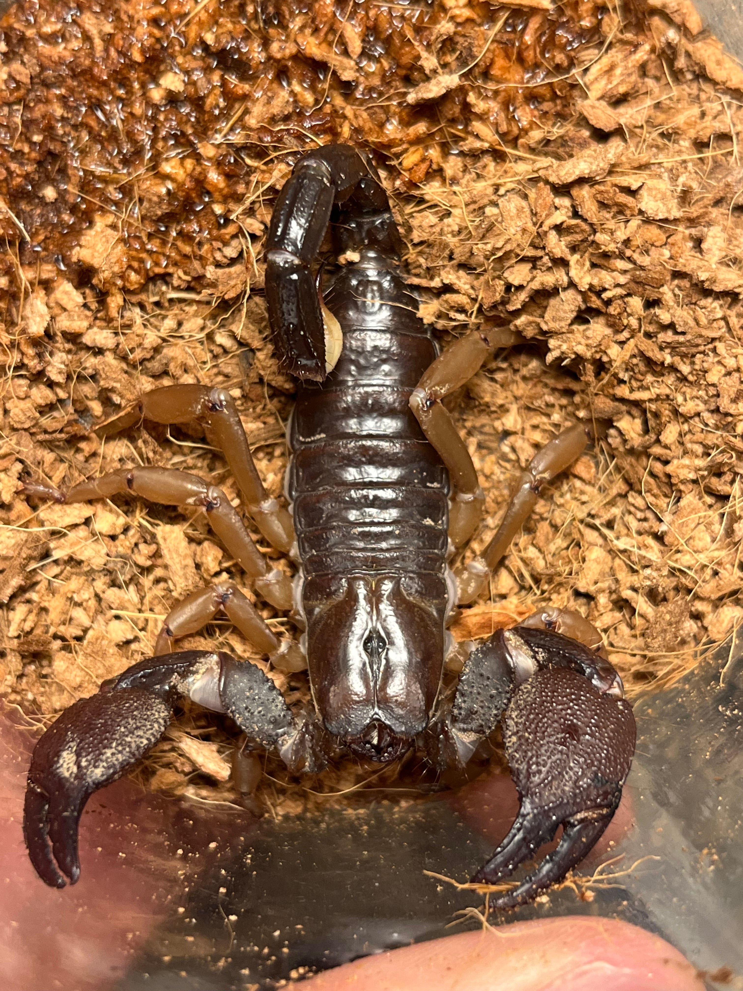 Chersonesometrus fulvipesインディアンブラックスコーピオン