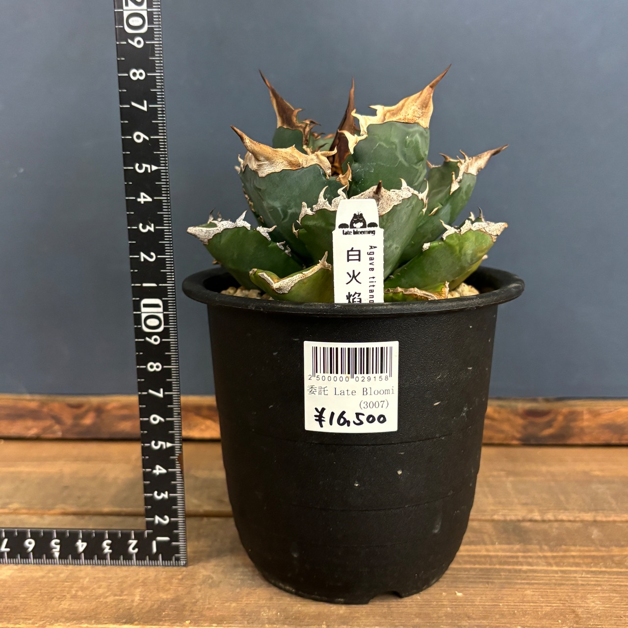 委）アガベ　チタノタ　白火焔　ホワイトファイヤー【919】