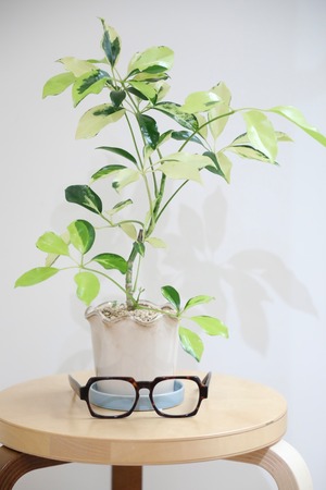 【M】シェフレラ イエローバリエガータ/ Schefflera　※陶器鉢付き