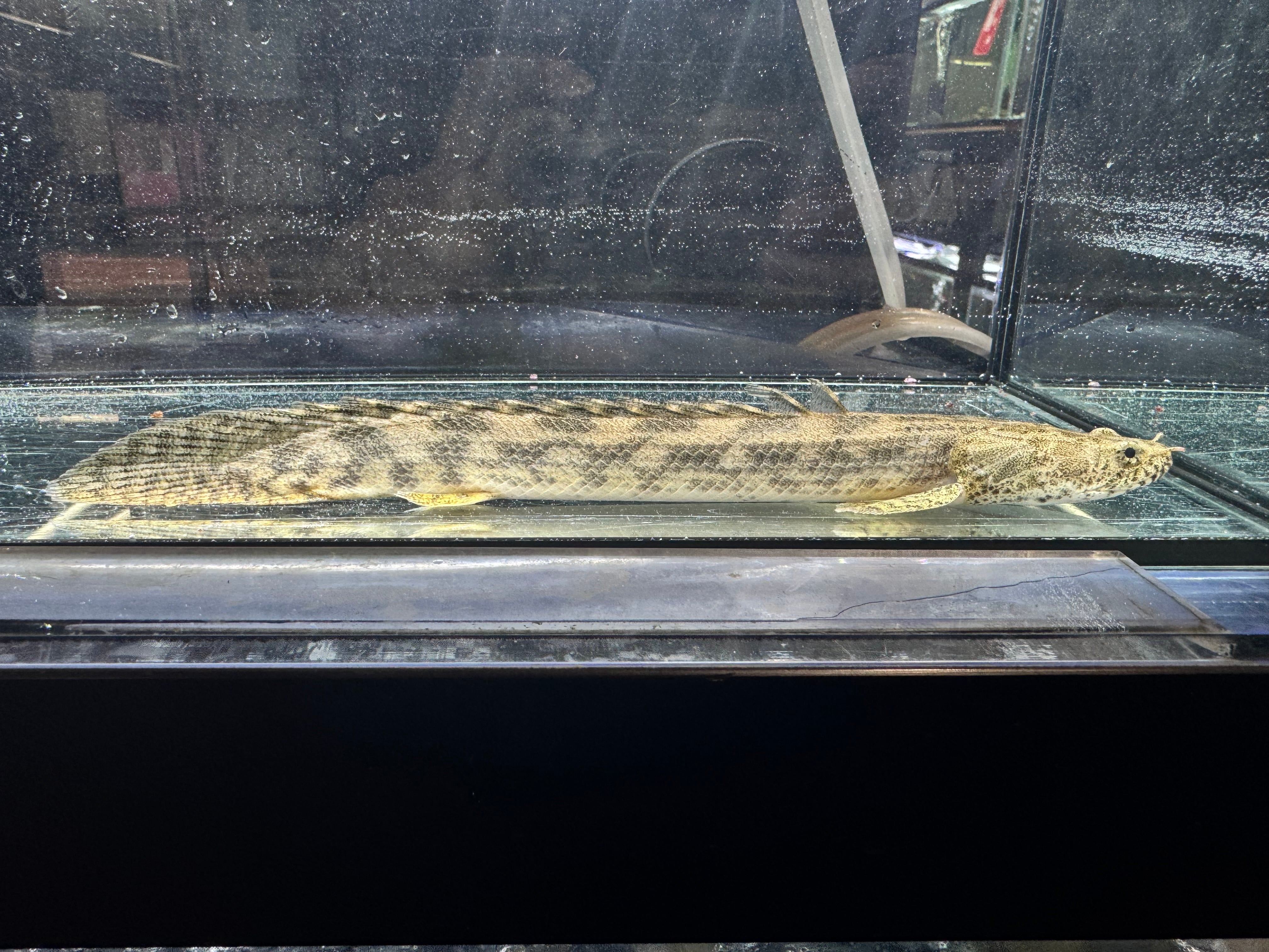 Po.アンソルギー ギニア産24cm ① | AQUASTYLEG