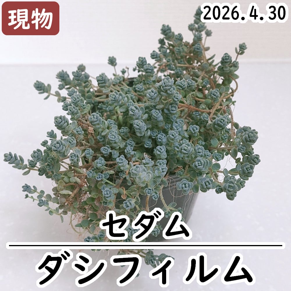 パキポディウム　ホロンベンセ　マダガスカルハイキング ホロンベンセ パキポディウム マダガスカル産の人気コーデックス