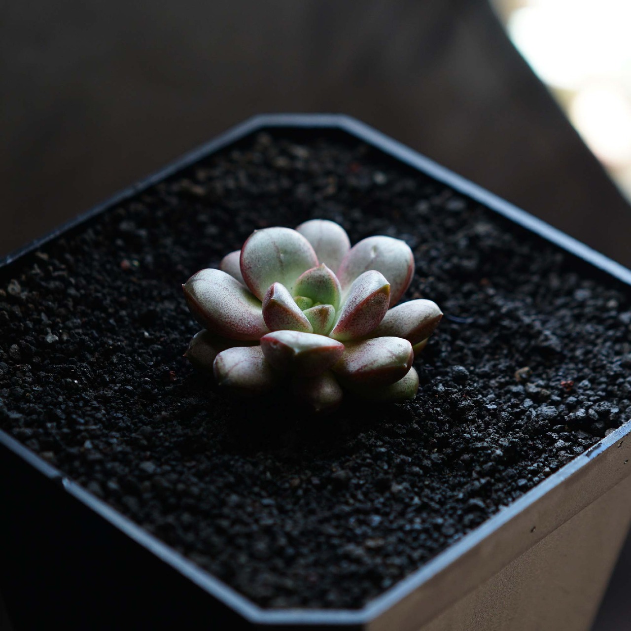 カット苗 アメトルム Graptoveria 'Amethorum'