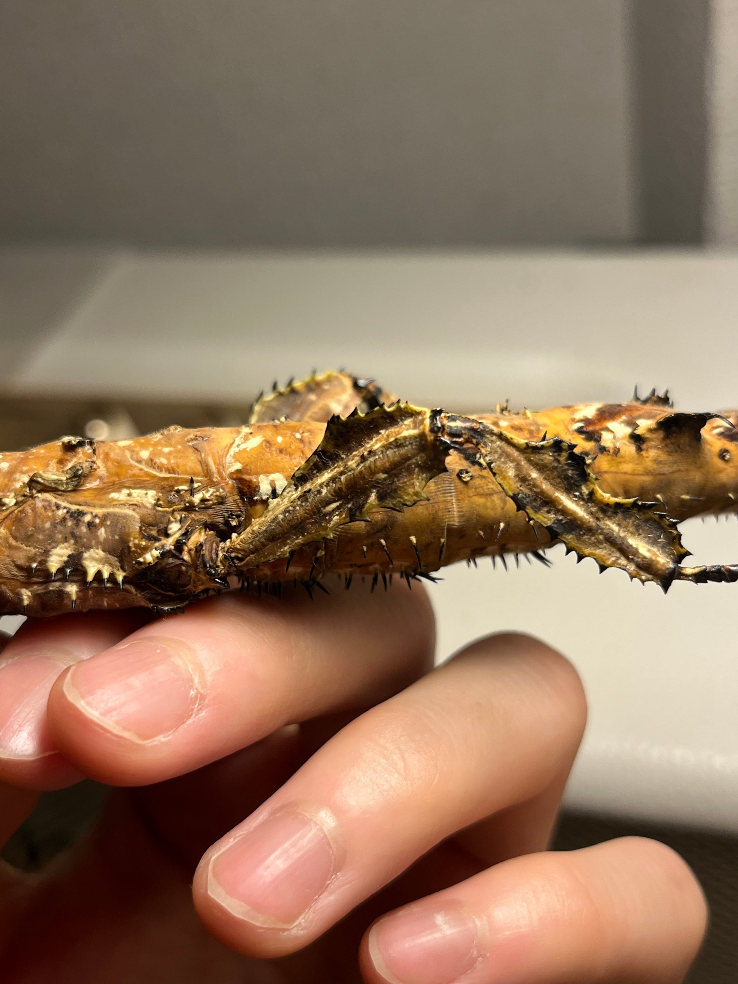 極BIG】ユウレイヒレアシナナフシの昆虫標本 Extatosoma popa