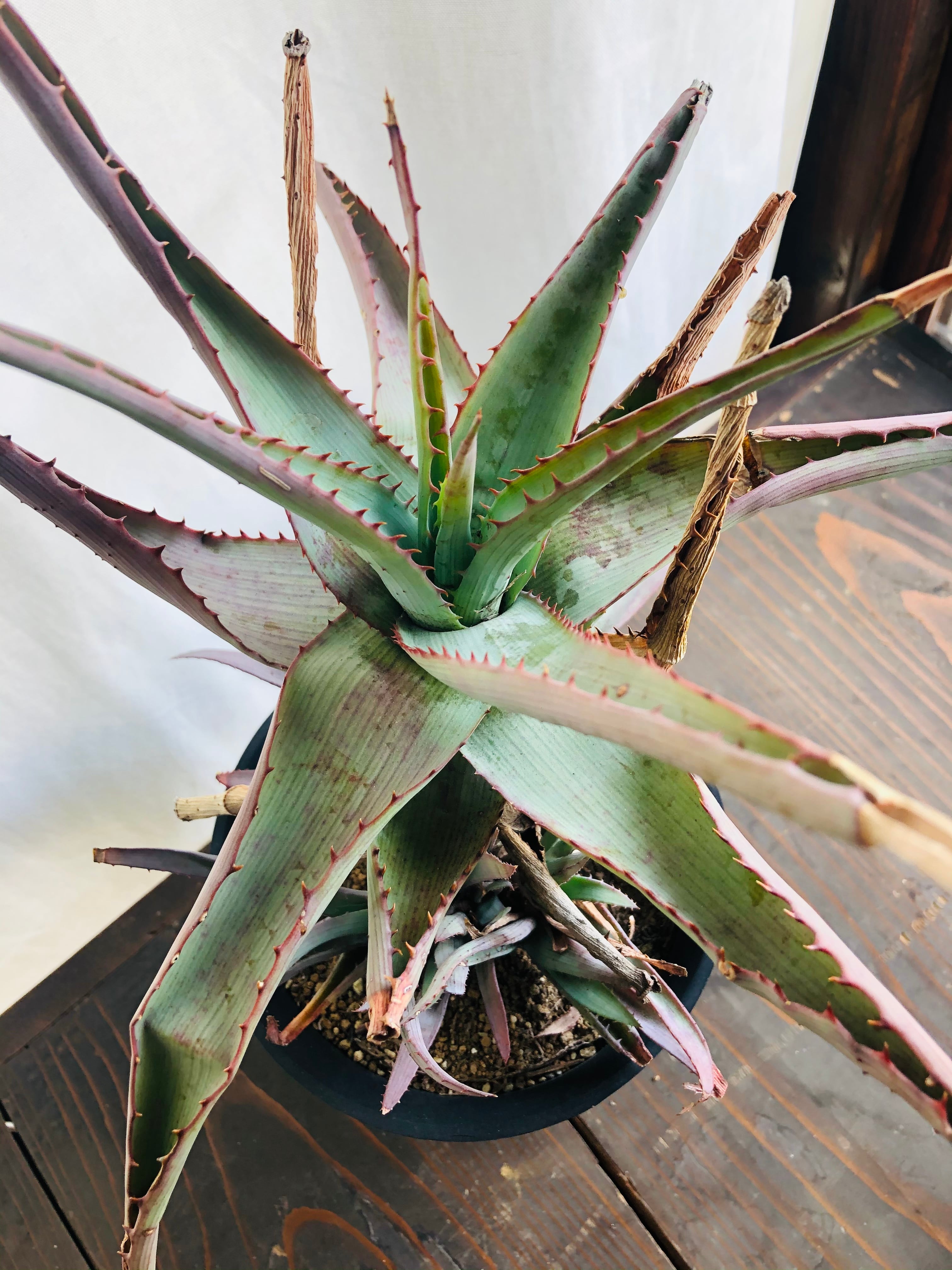 Aloe glauca アロエ グラウカ 桜花錦 | plants MARU ーサボテン・多肉