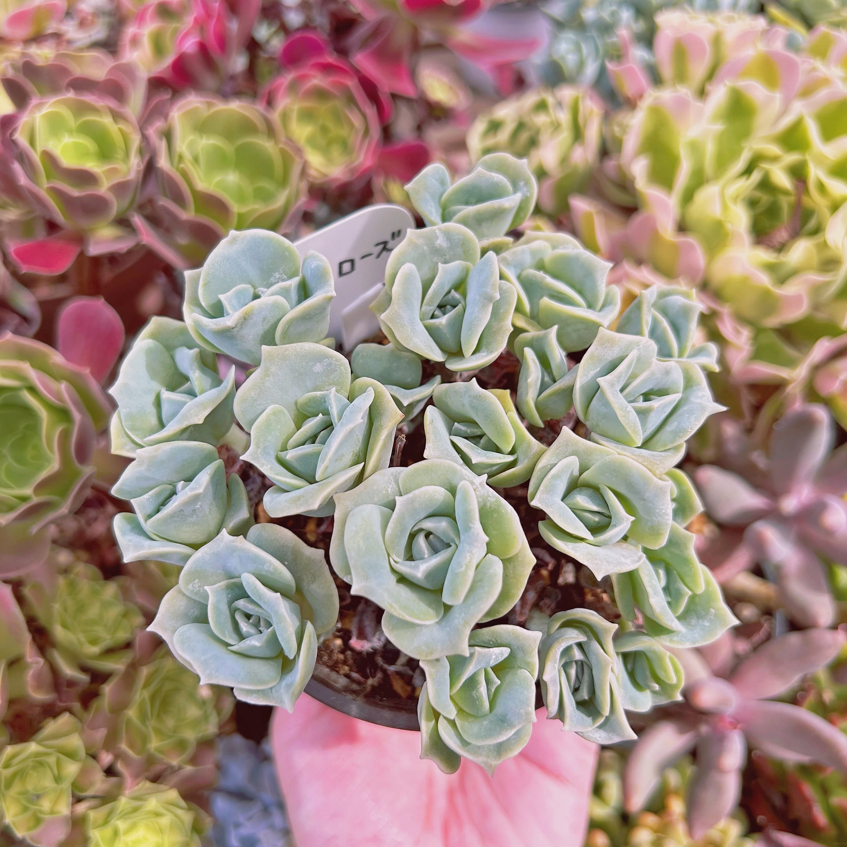 現物　多肉植物　ラブリーローズ　抜き苗