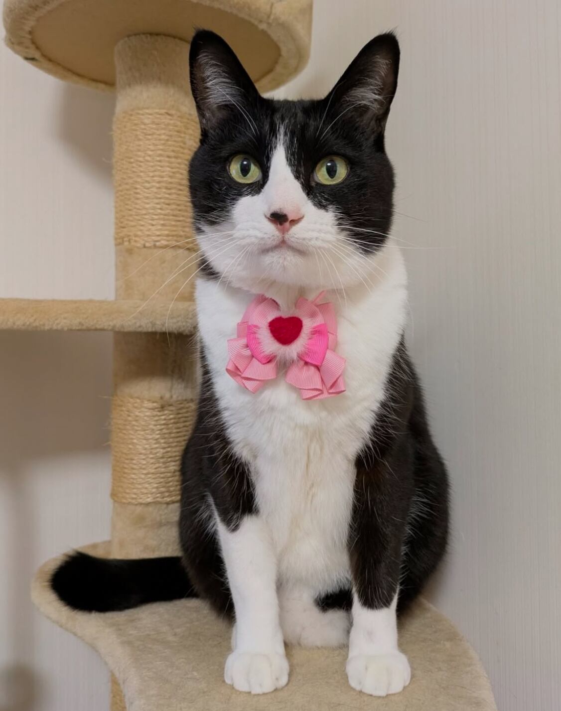 ☆ハートとリボンが素敵！フリル猫ちゃんチャーム☆ 【公式通販】