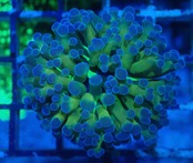ParaAncora Hologram 8