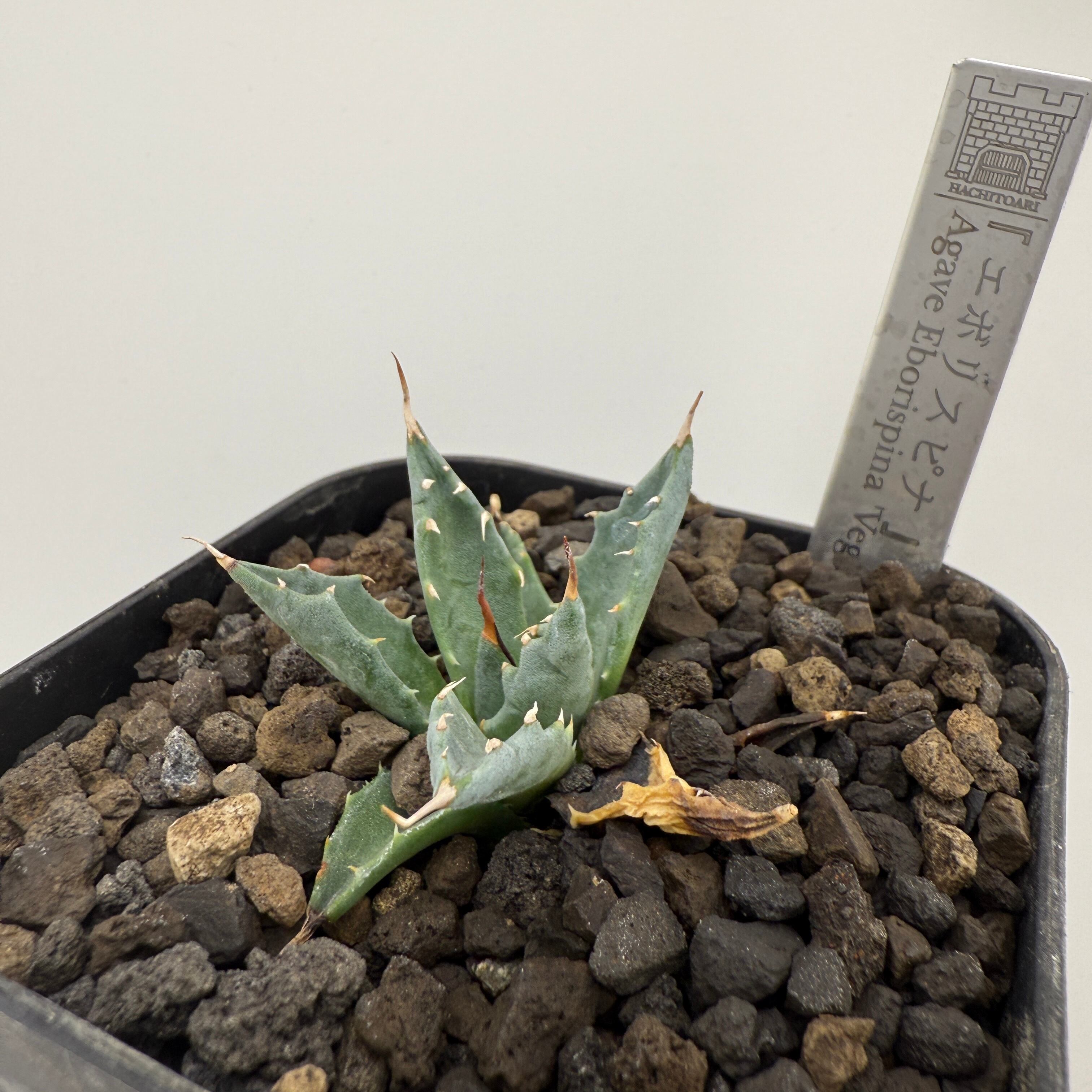No.11 エボリスピナ Agave utahensis var. eborispina 'Vegas' | は