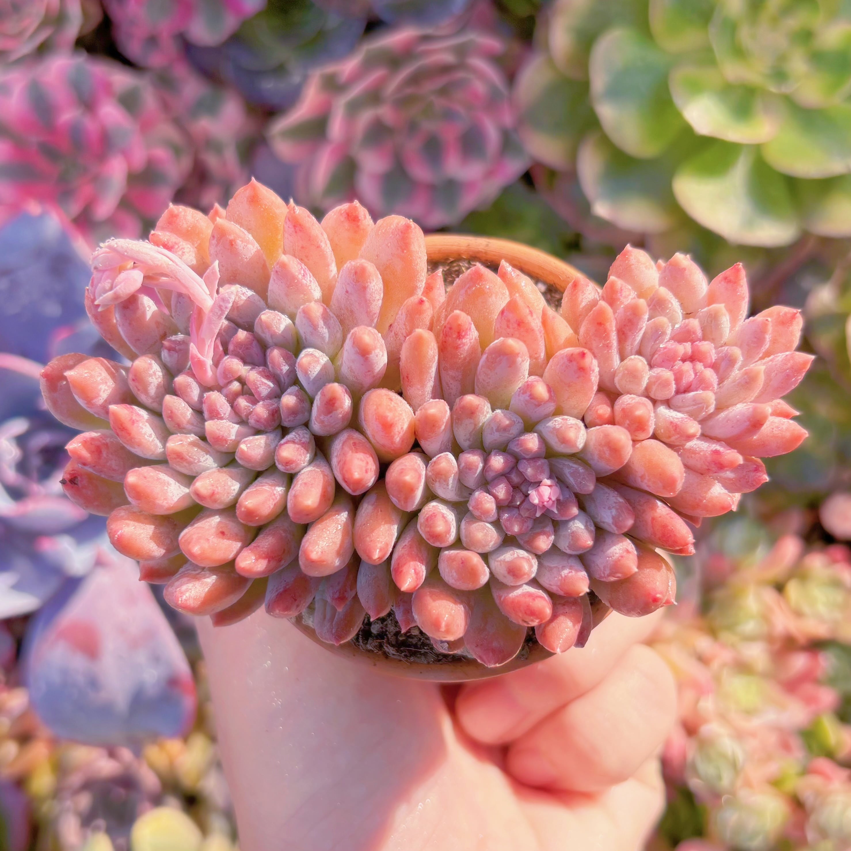 現品　宵桃（よいもも）#765　群生　在庫僅少　るる農園