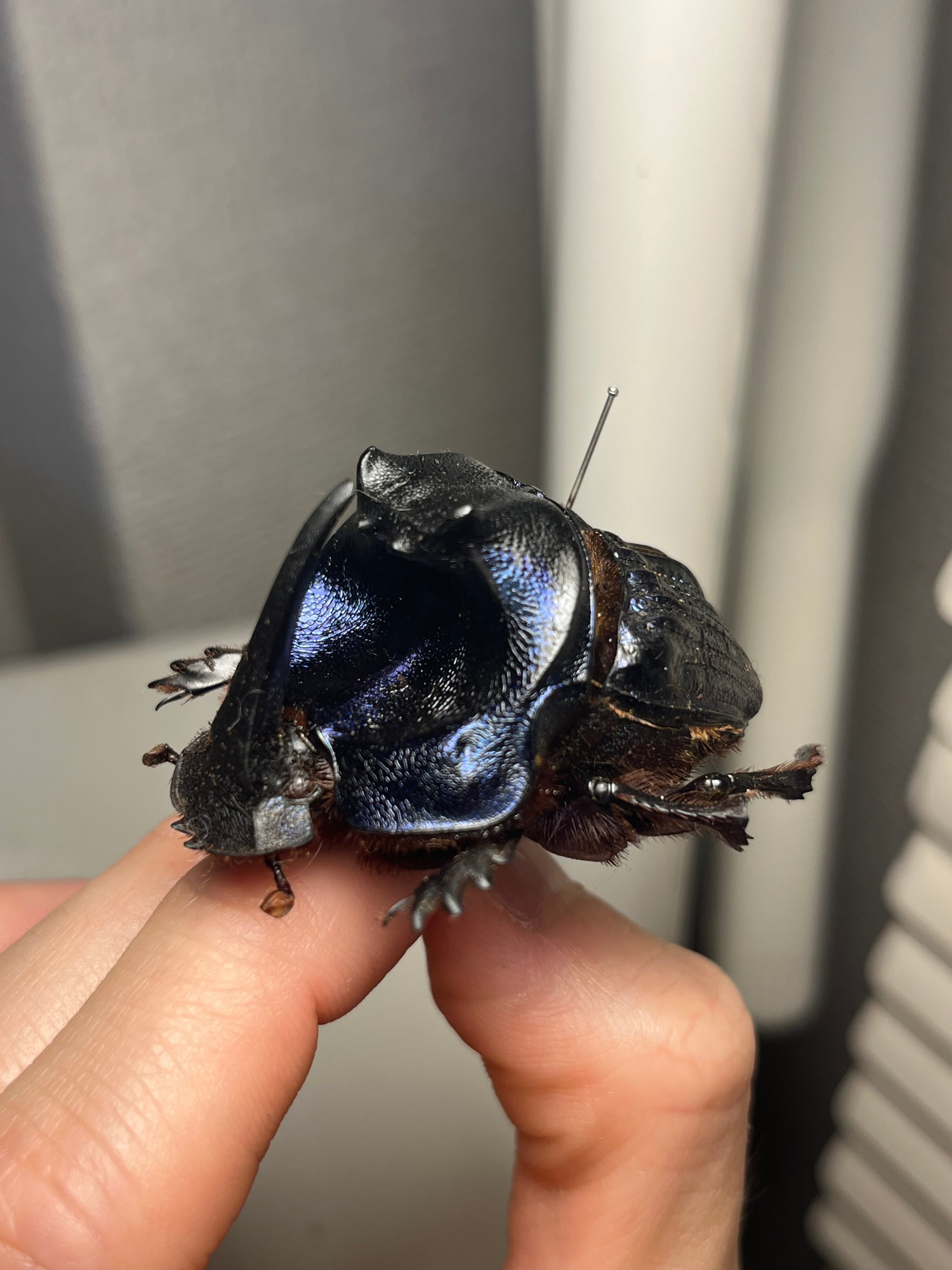 糞虫標本】タマオシコガネの一種 Pachysoma 糞虫フンコロガシ甲虫昆虫