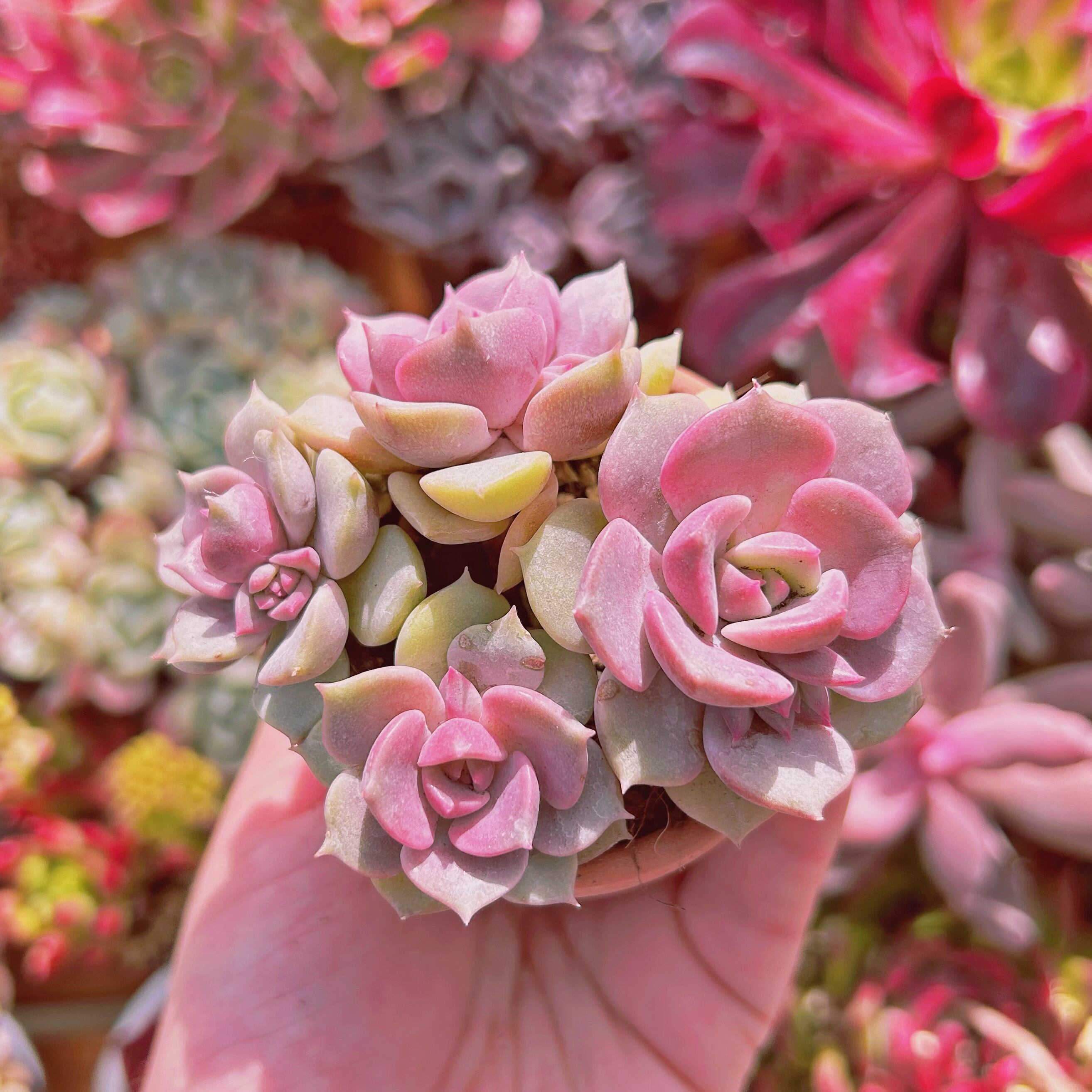 中型多肉植物 緑とピンク*3 楽天市場】□多肉植物□ カラフルな超耐寒性セダム セダム ライム