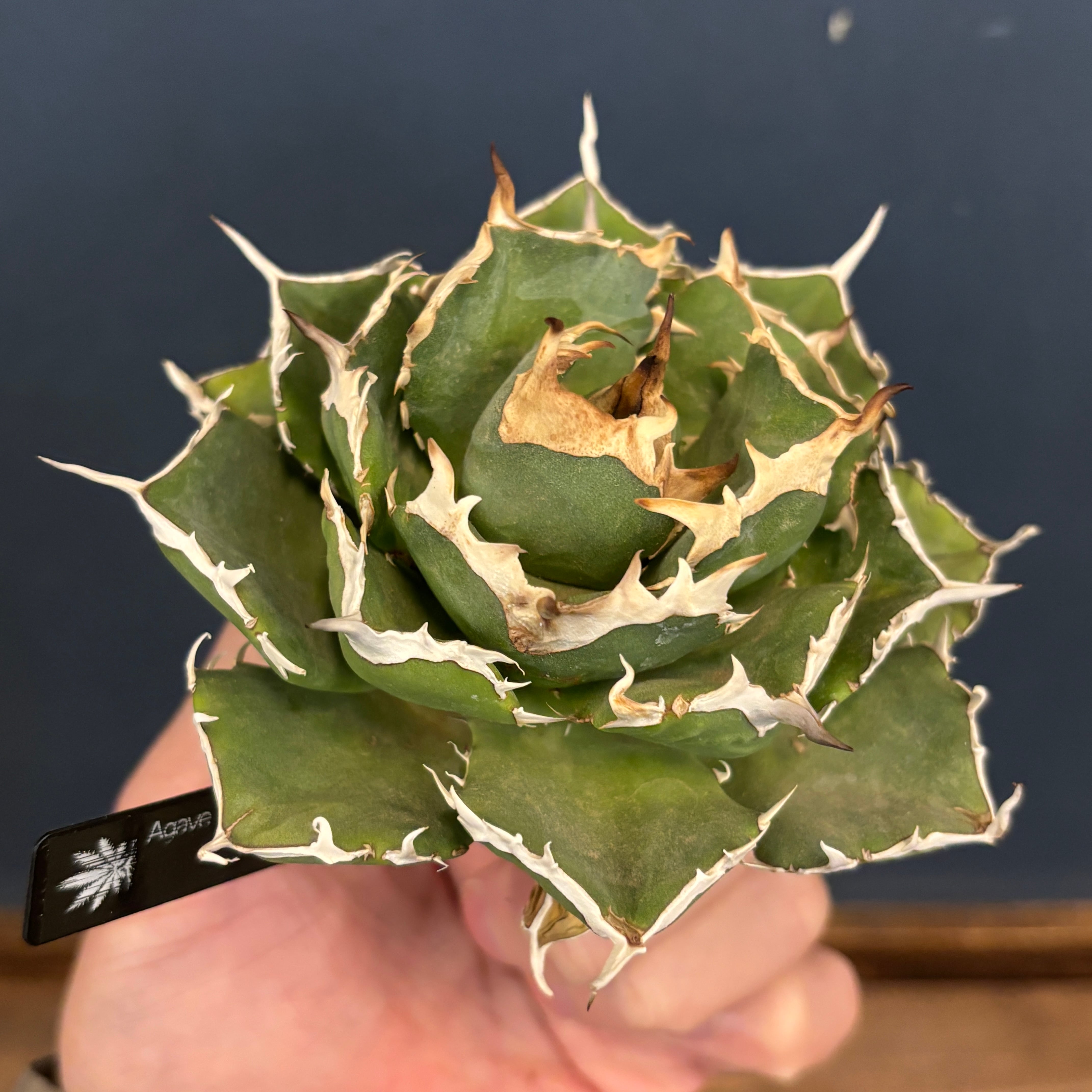 現品】2026年 CHAMさんアガベ イラン株福袋 30,000円 | PROTOLEAF