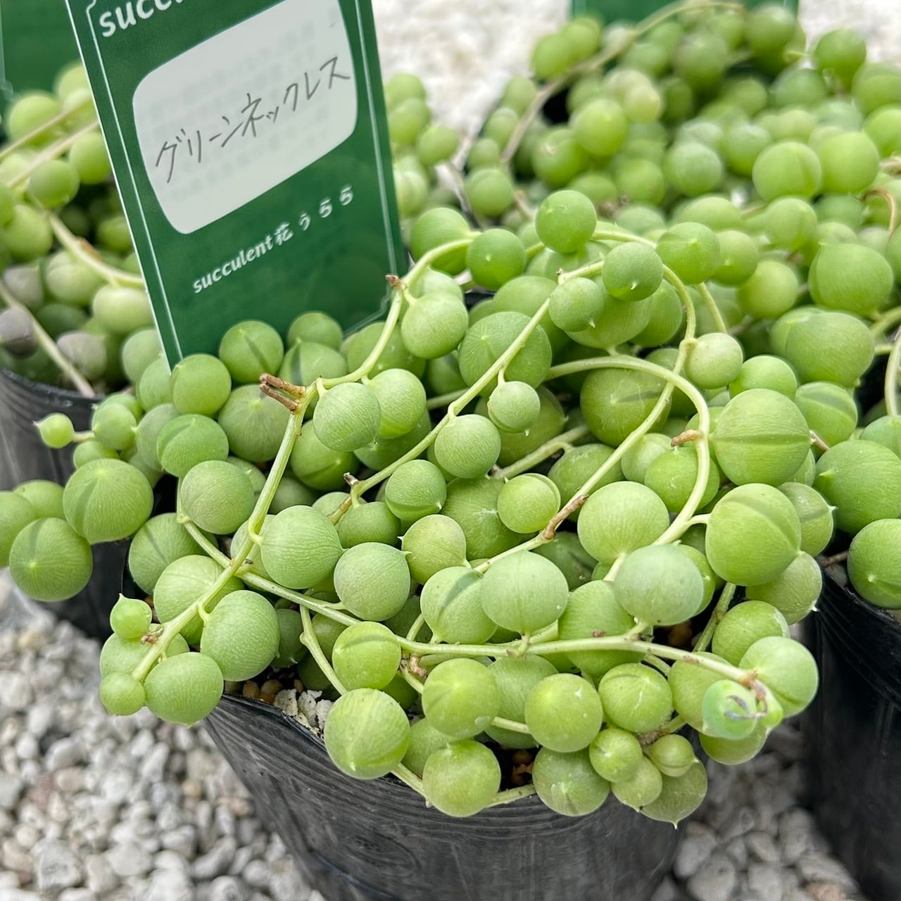 ALL ITEM | Succulent 花うらら 〜多肉植物