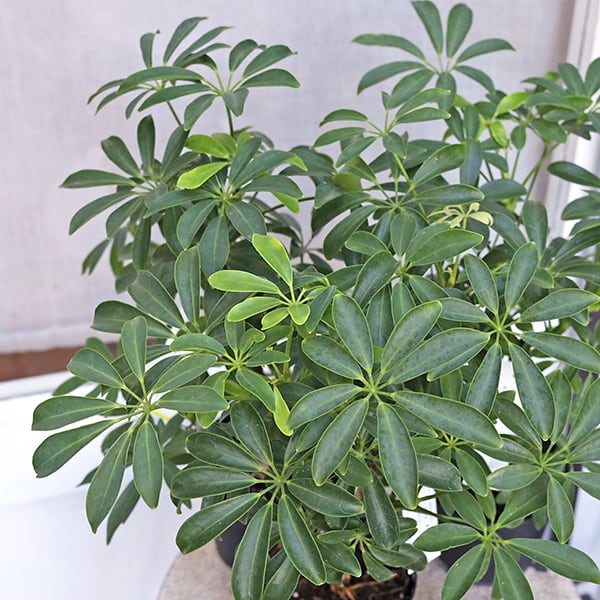 値下げセール 観葉植物 シェフレラ コンパクタ 3.5号 丈夫 育てやすい