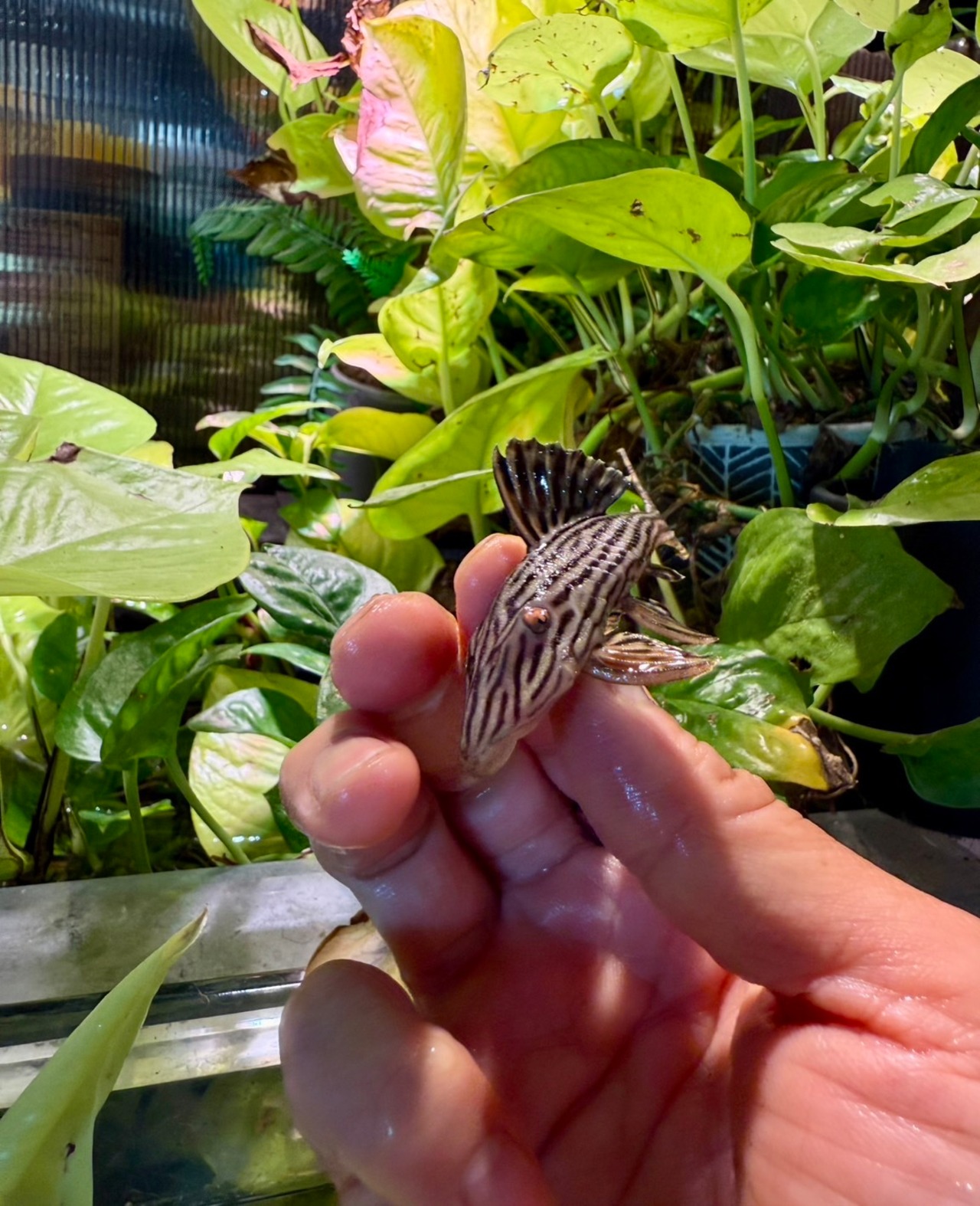 ワイルド・プラチナロイヤルプレコ・シングー - 3