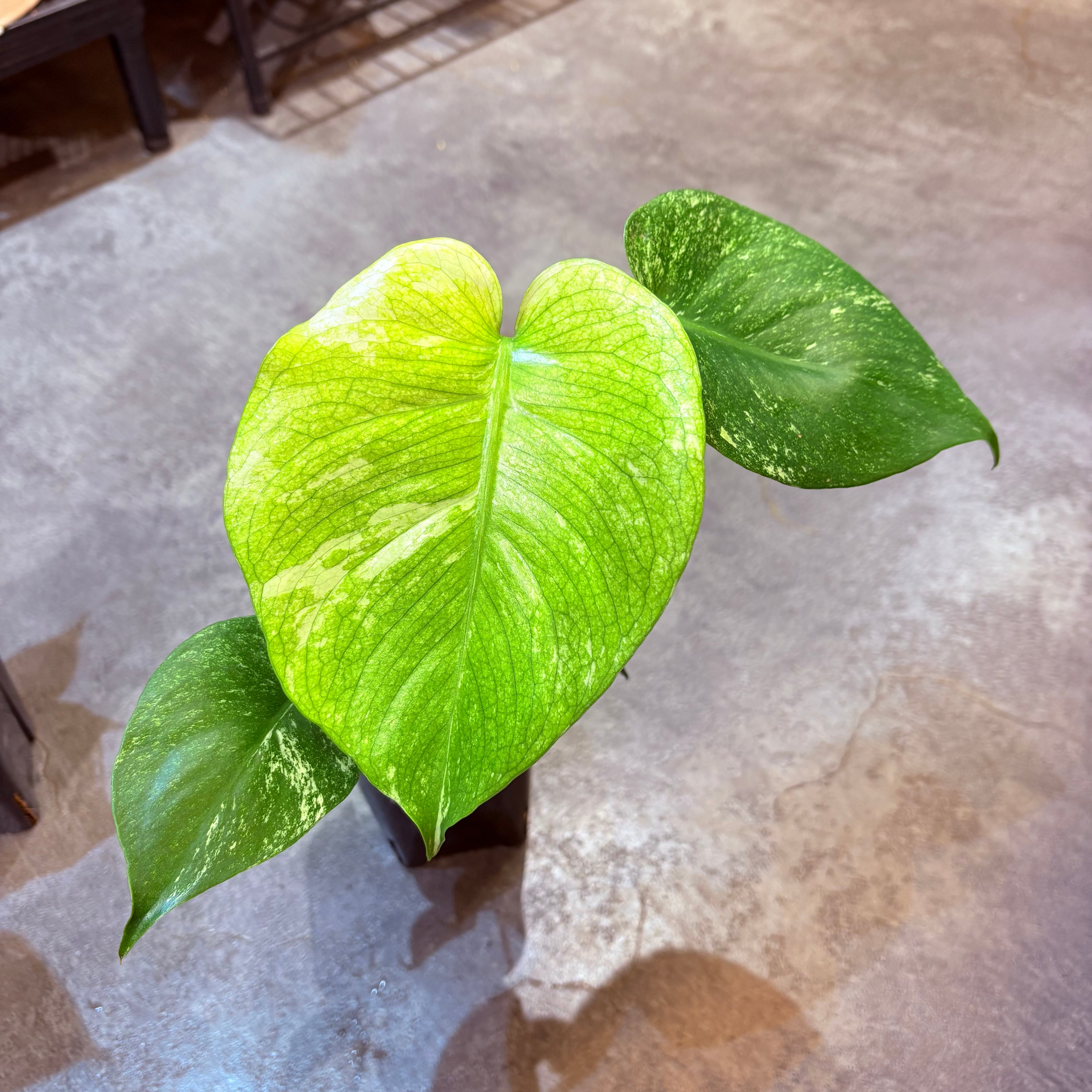 モンステラ ホワイトモンスター 3.5号 A | Green Vibes 宇都宮市の観葉