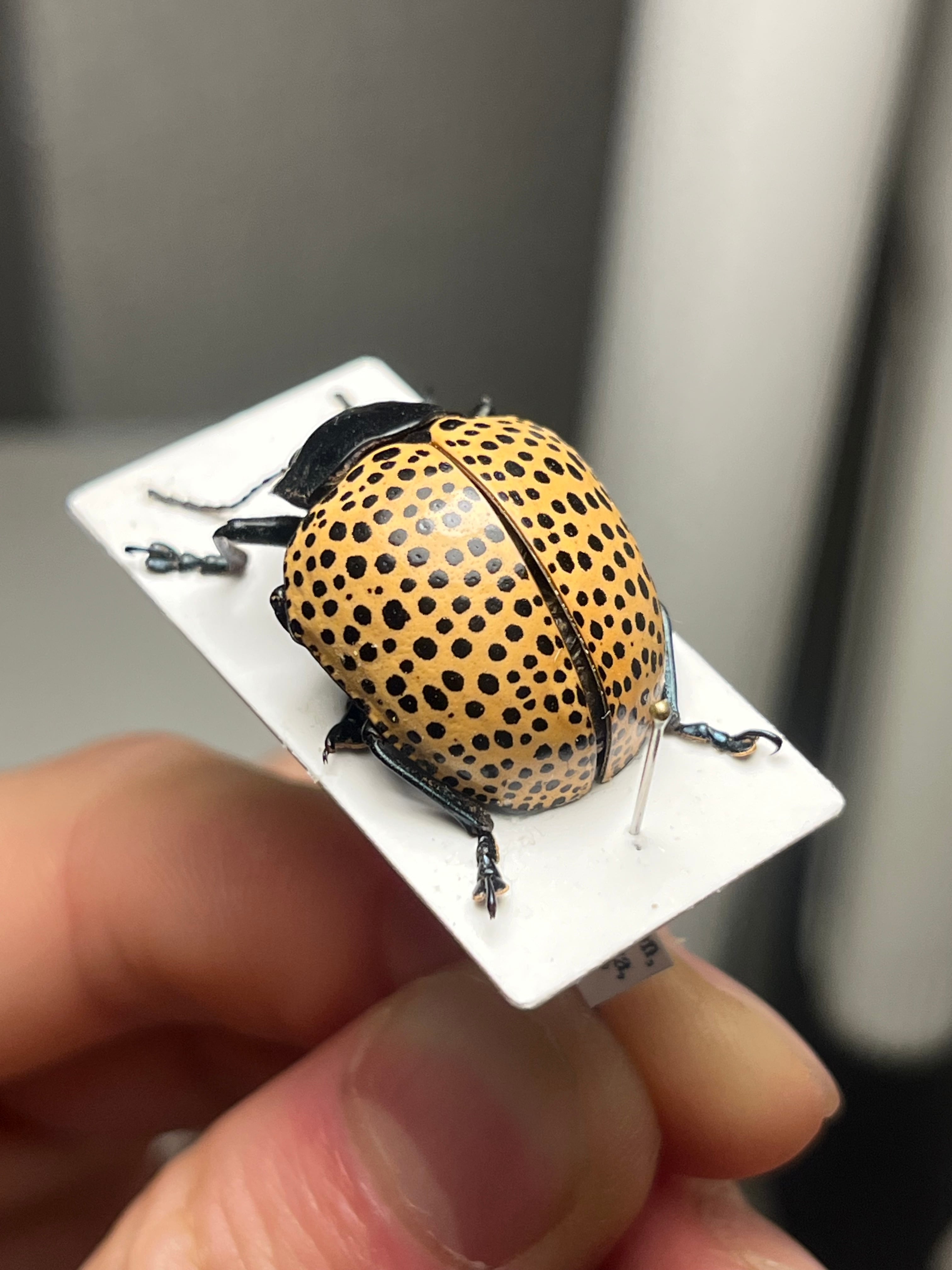 真作】ミズタマズングリハムシ 草間彌生 作品 昆虫標本 キノコムシ