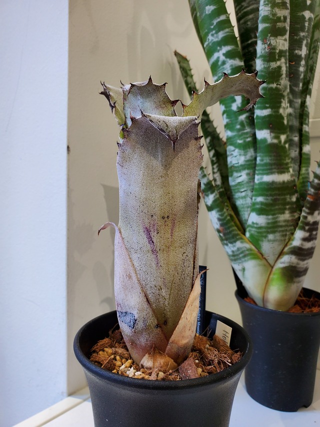 Hohenbergia sp. Sandra's Mountain【artPLANTs】   ホヘンベルギア/サンドラズマウンテン