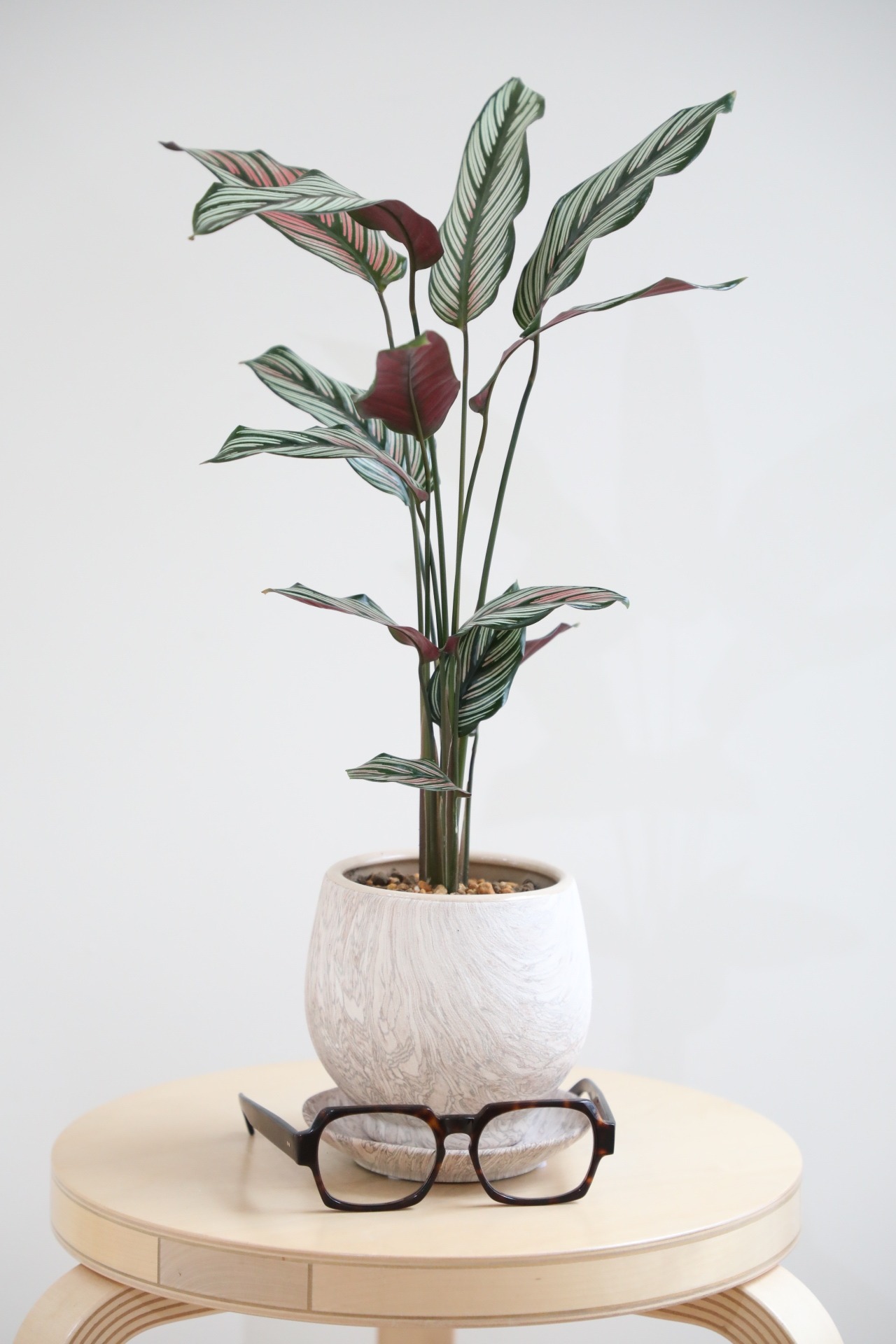 【M】カラテア ホワイトスター/Calathea White star