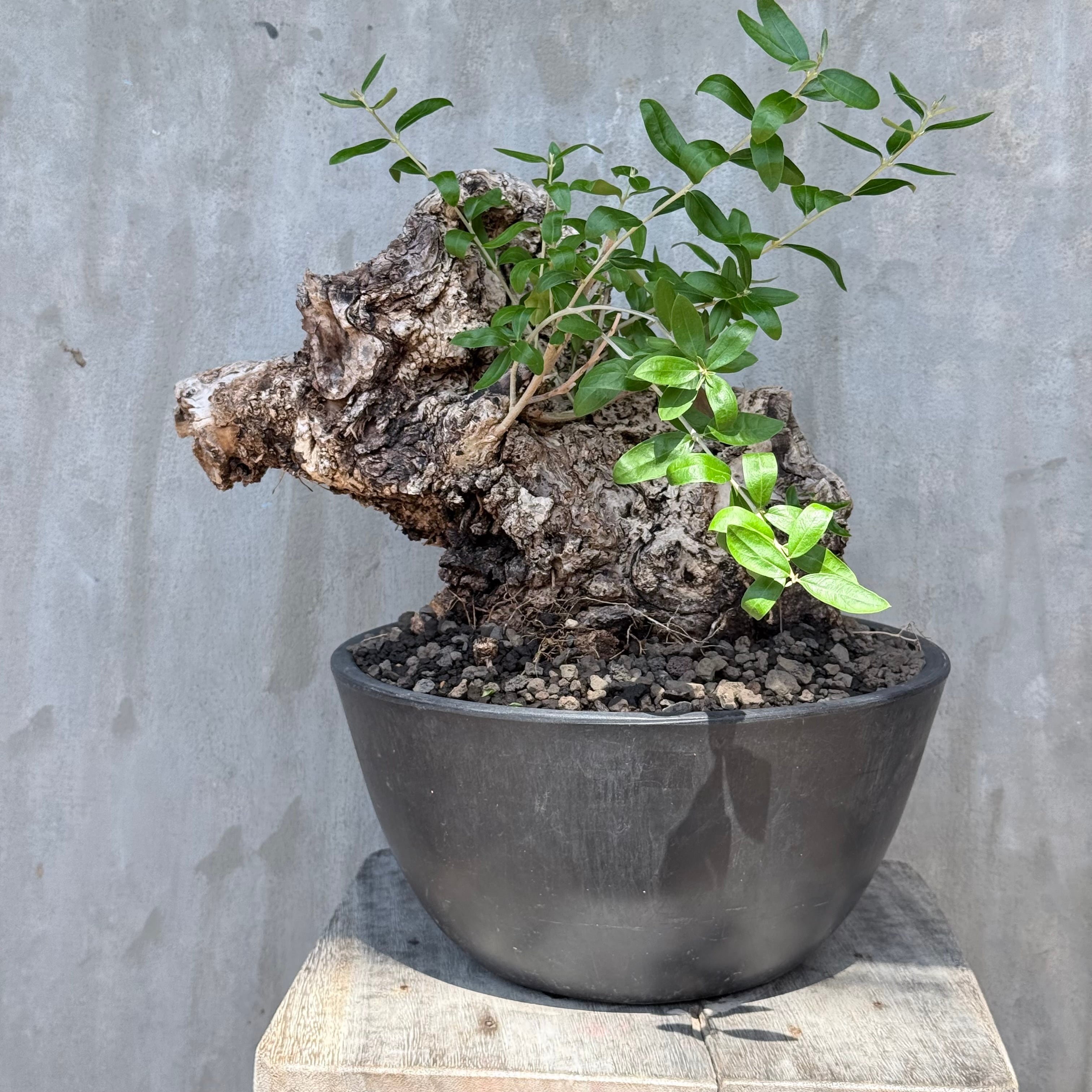 植物 | A-PLANTS