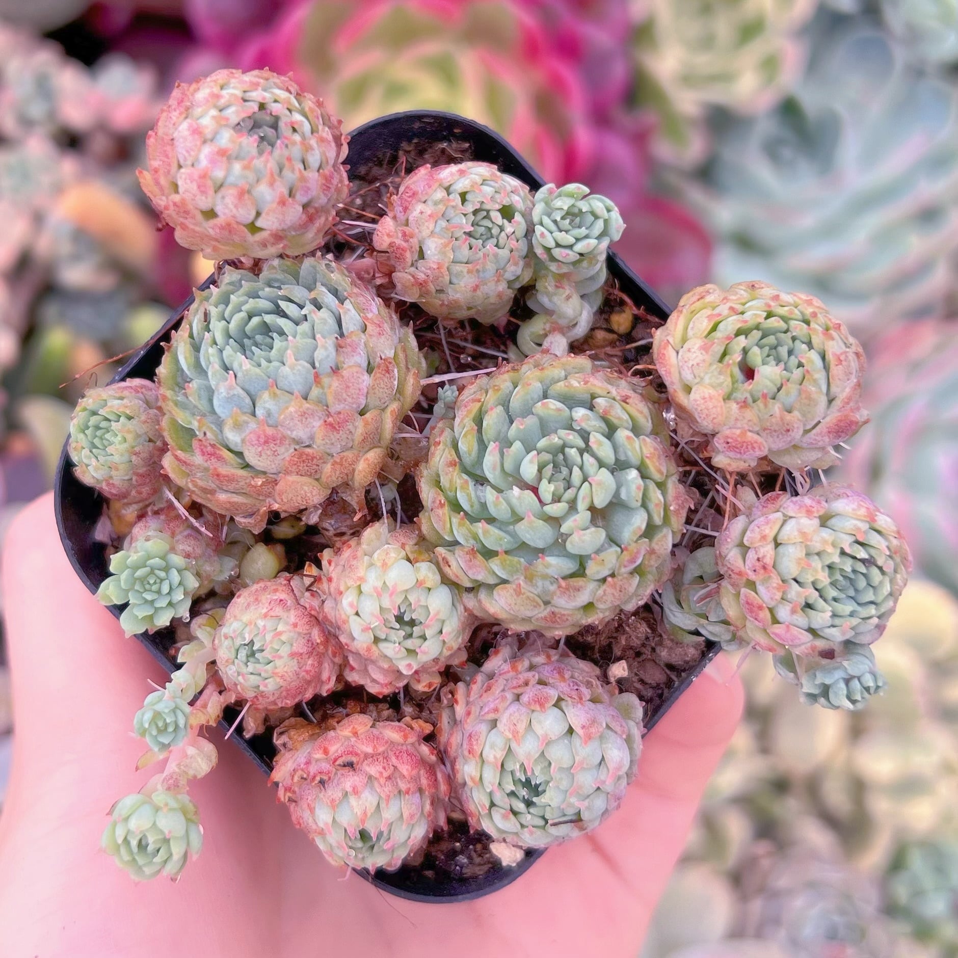 現品　グロブローサ#A24　るる農園