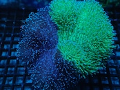 【現地買付】GraftedToadstool