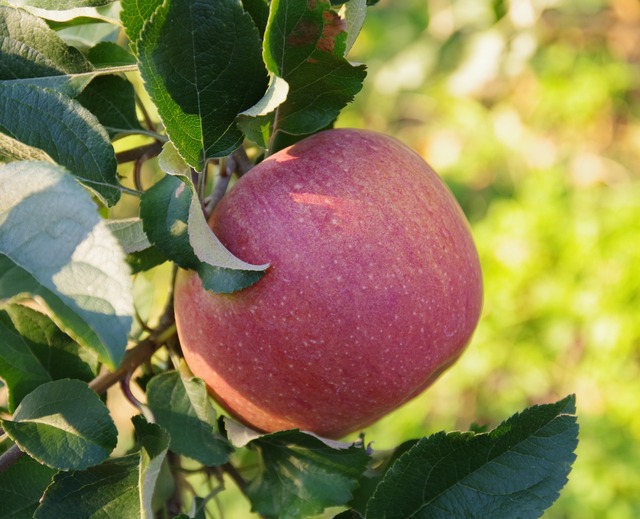 シナノスイート １０ｋｇ家庭用