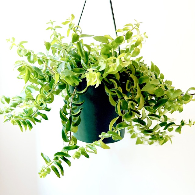 【ボリューム株】トラディスカンティア ゼブリナ 大苗 観葉植物 吊り下げ calm cafe