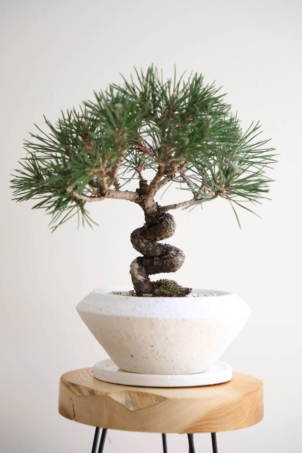 黒松 盆栽 盆栽鉢陶器鉢