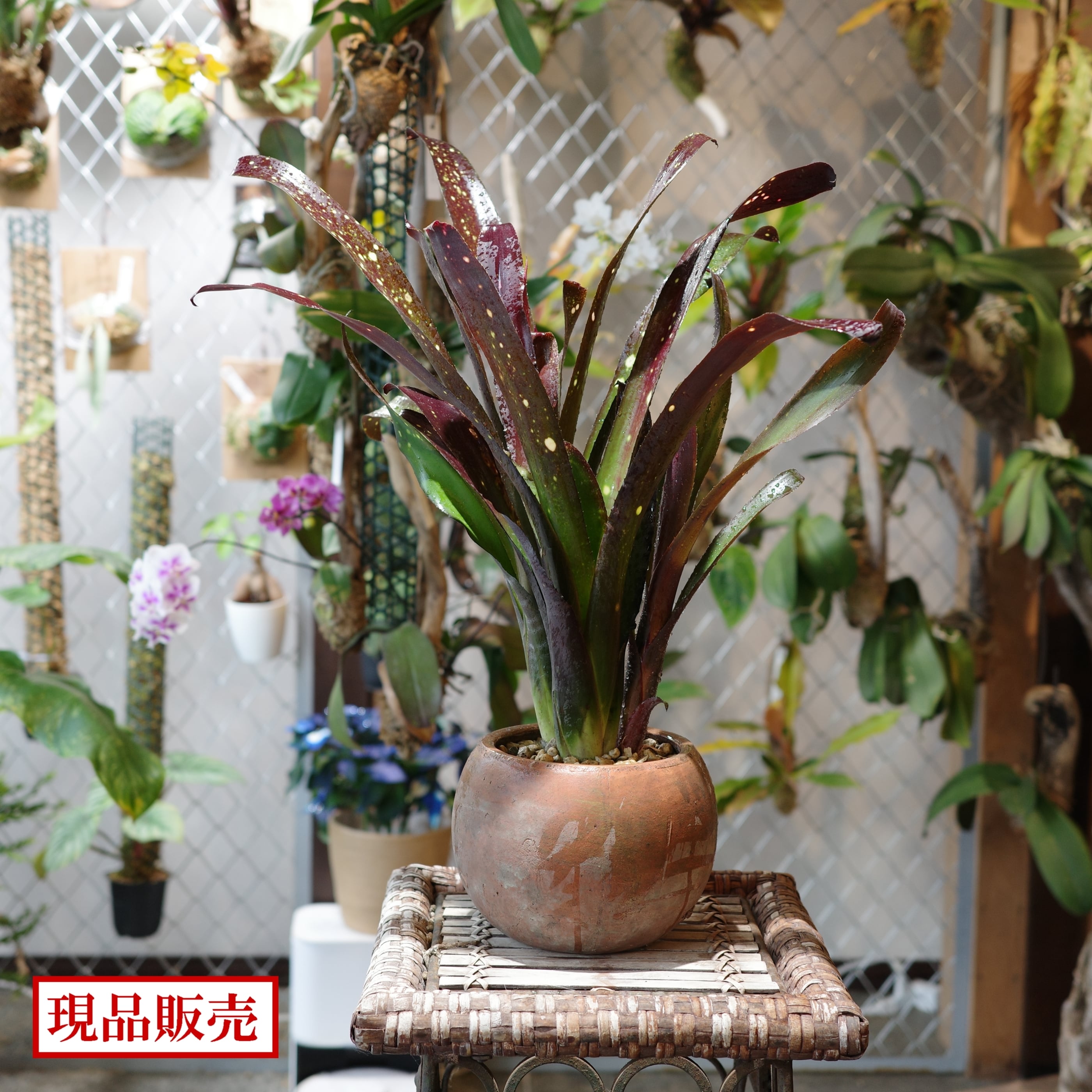 ネオレゲリア/品種不明 | 着生屋 Epiphyte Collection ネオレゲリア/品種不明 | 着生屋 Epiphyte Collection