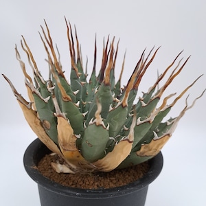 Agave uthaensis v.nevadensis