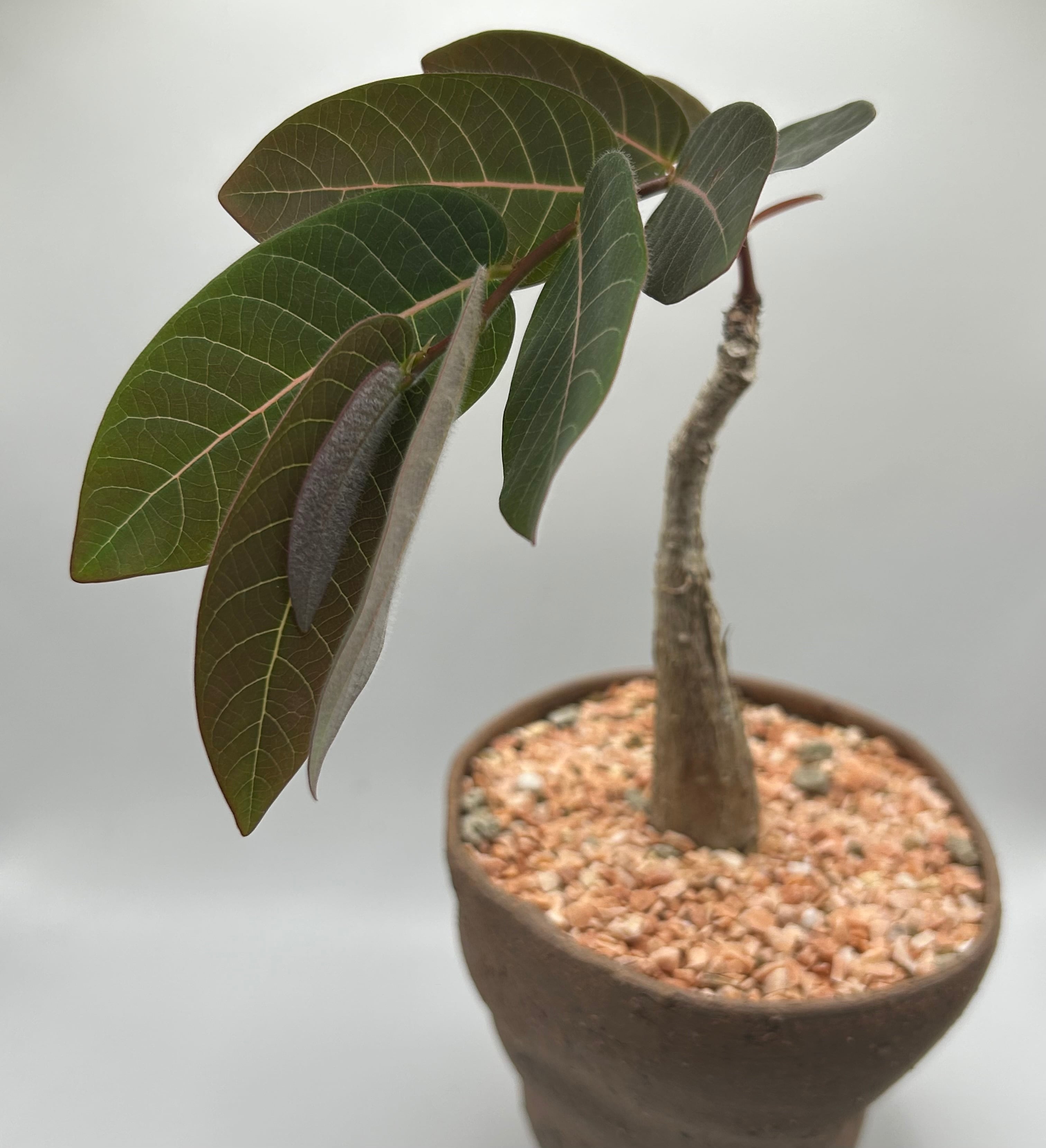 アデニウム タイ ソコトラナム | Green Enchant【コーデックス、多肉