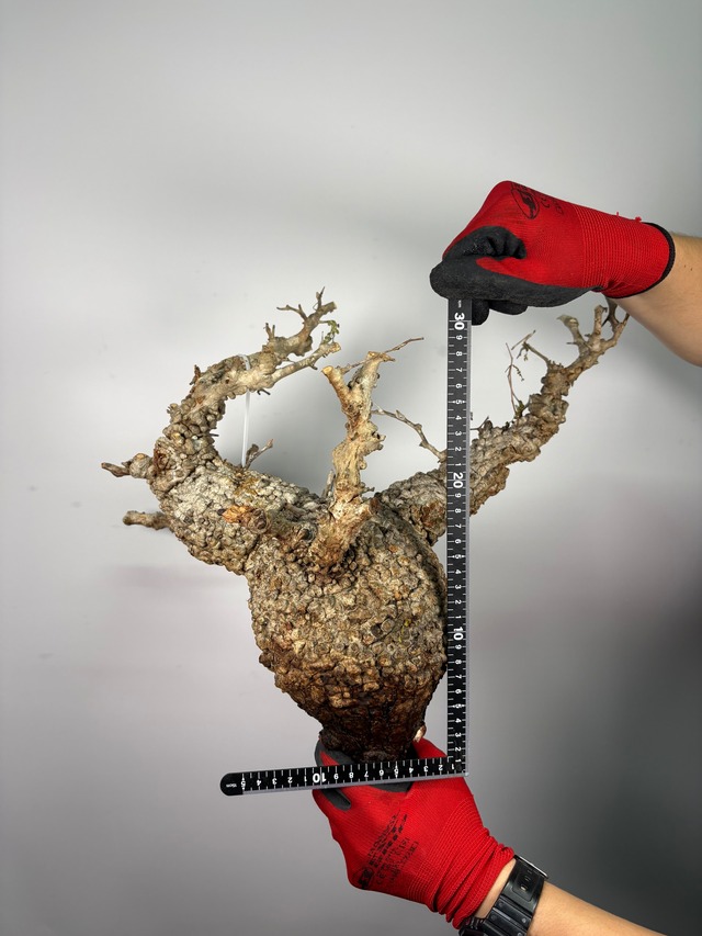 F165 現地発根株 オペルクリカリア パキプス 6/15 入荷 Operculicarya pachypus 塊根植物 現地球
