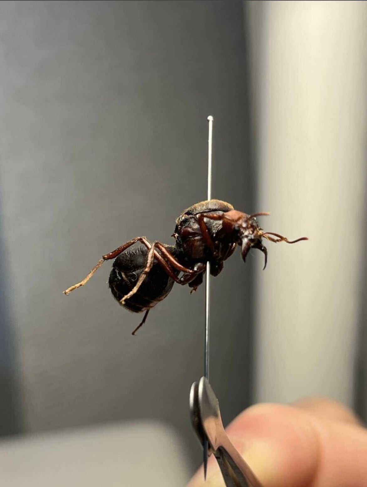 20mm】ハキリアリの女王標本 Atta cephalotes？ パラポネラ