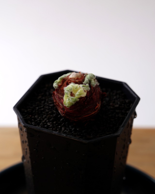 一部発根済カット苗 ペラルゴニウム トリステ S Pelargonium triste