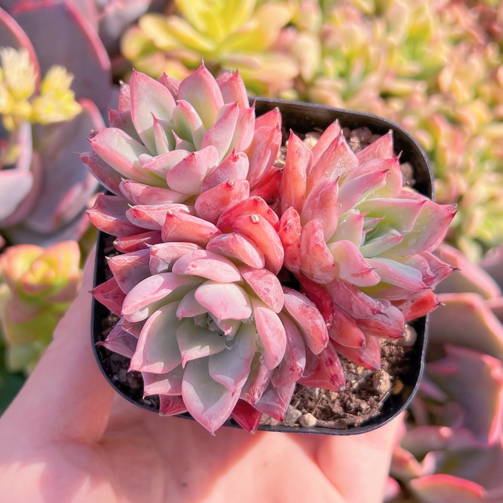 現物　ブラックスワン#A051　古株　るる農園