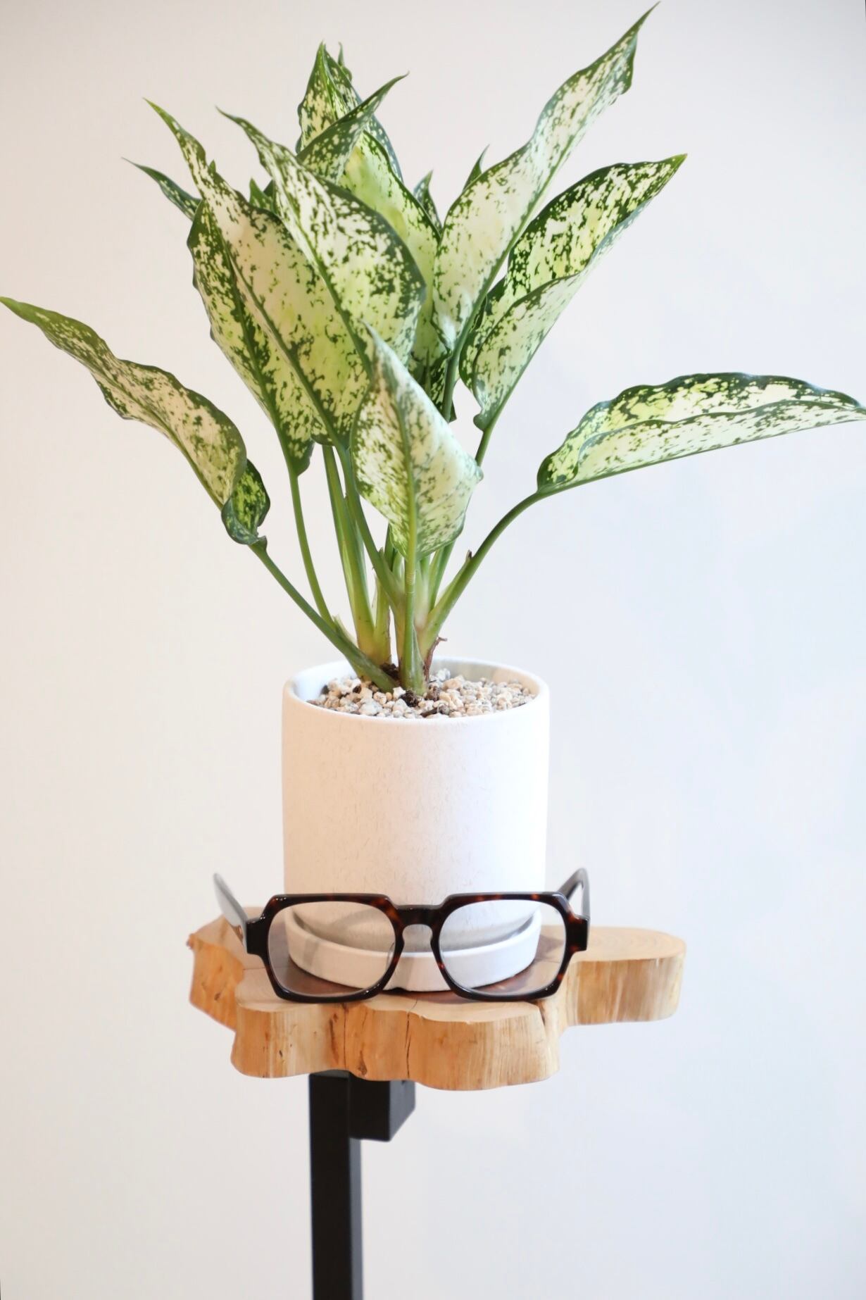 アグラオネマ 楽天市場】大株 アグラオネマ デーンサイアム 高さ約39cm エッグ