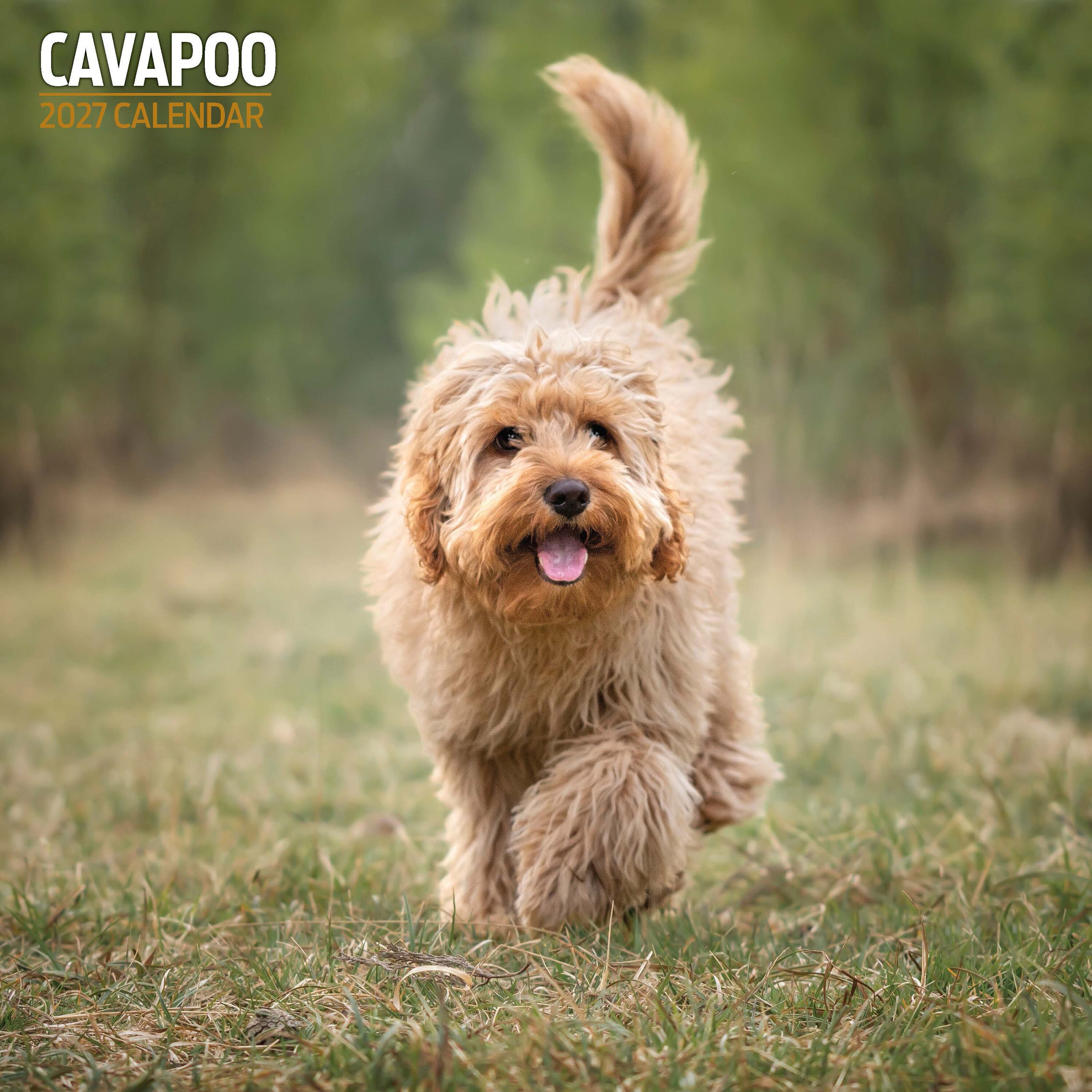 【2027年版】英国製犬種カレンダー【キャバプー】Traditional 2027年版
