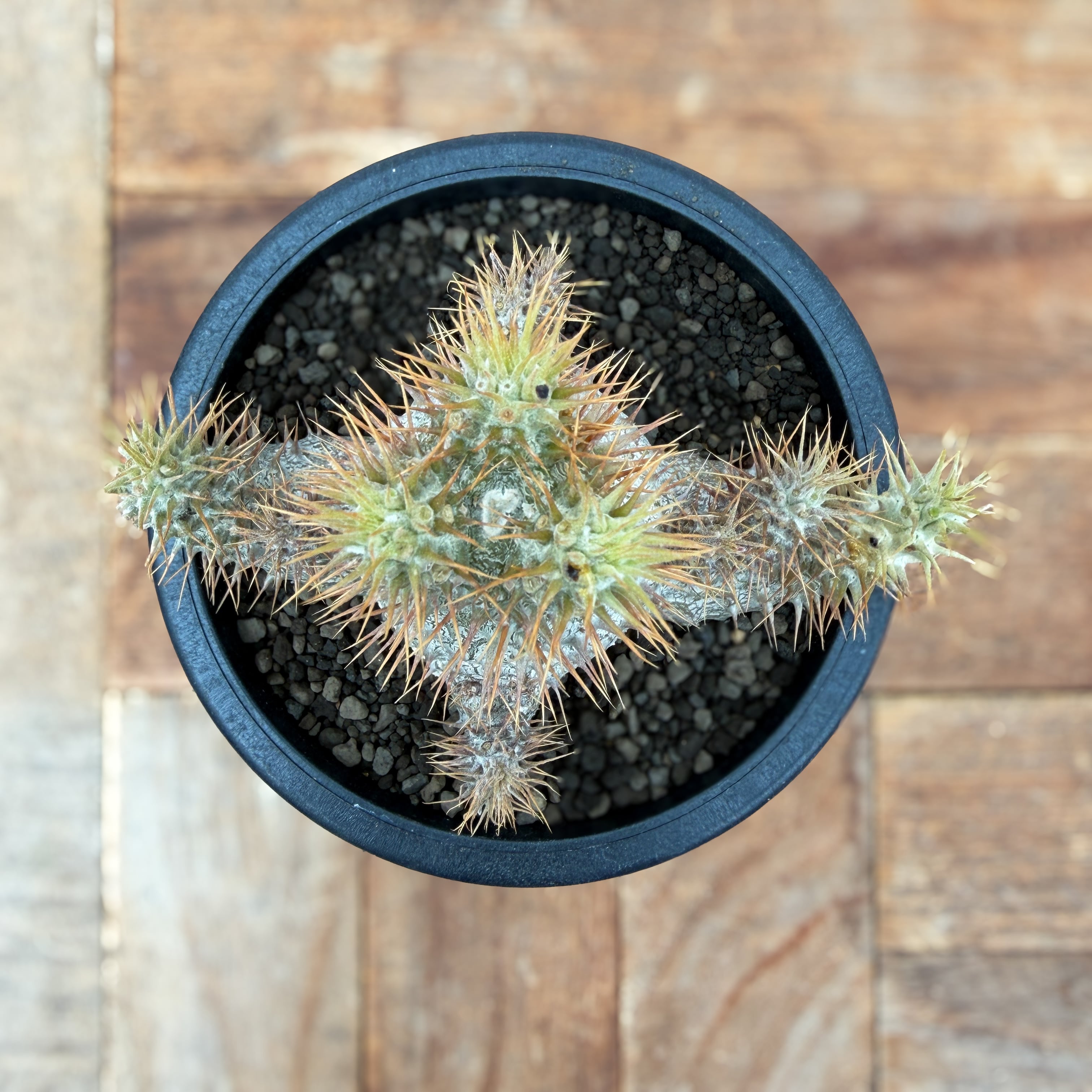 Pachypodium Gracilius【パキポディウム・グラキリス・実生】 | RIMO'S