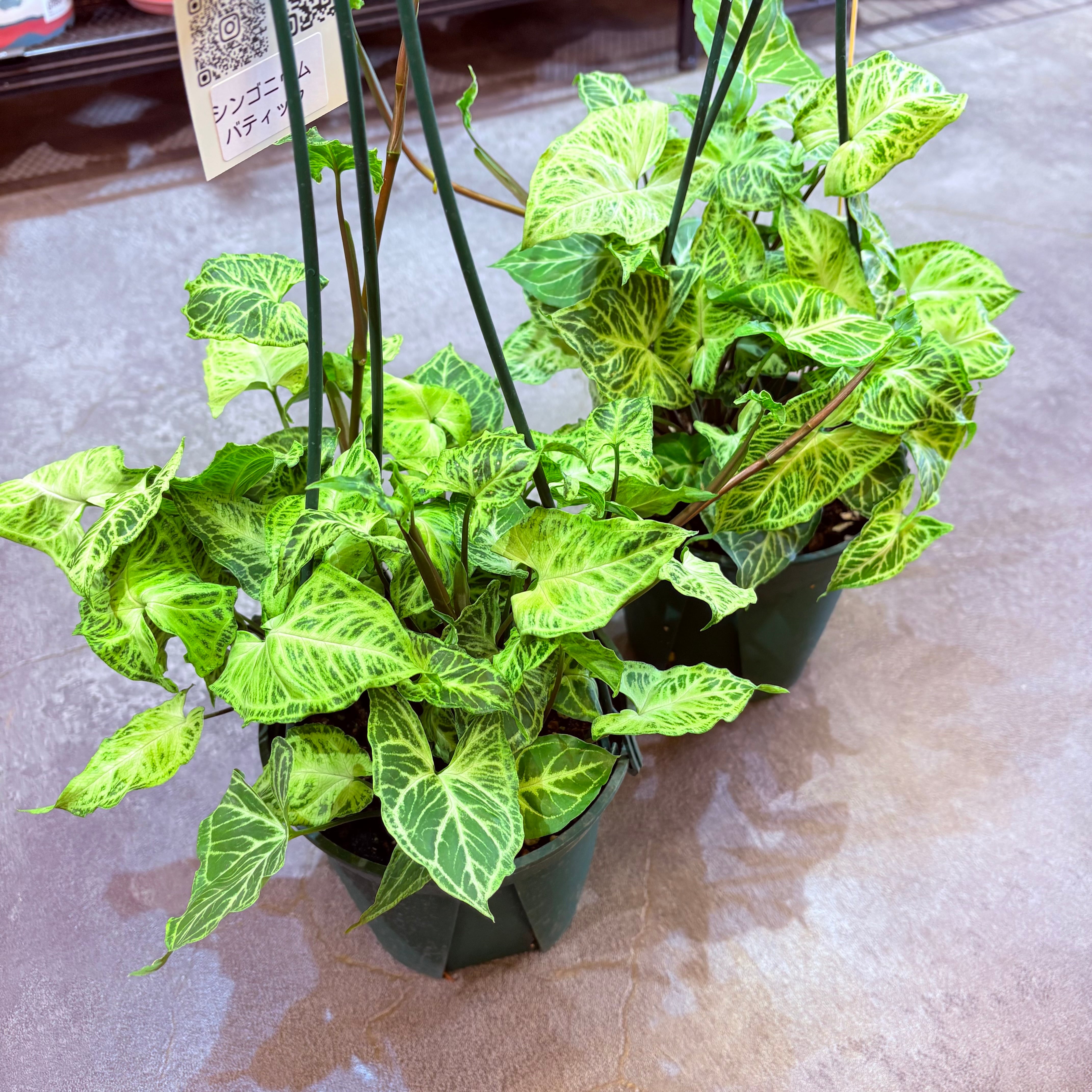 シンゴニウム バティック 5号 | Green Vibes 宇都宮市の観葉植物専門店