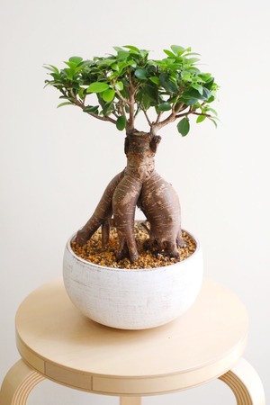 【M】ガジュマル/Ficus microcarpa