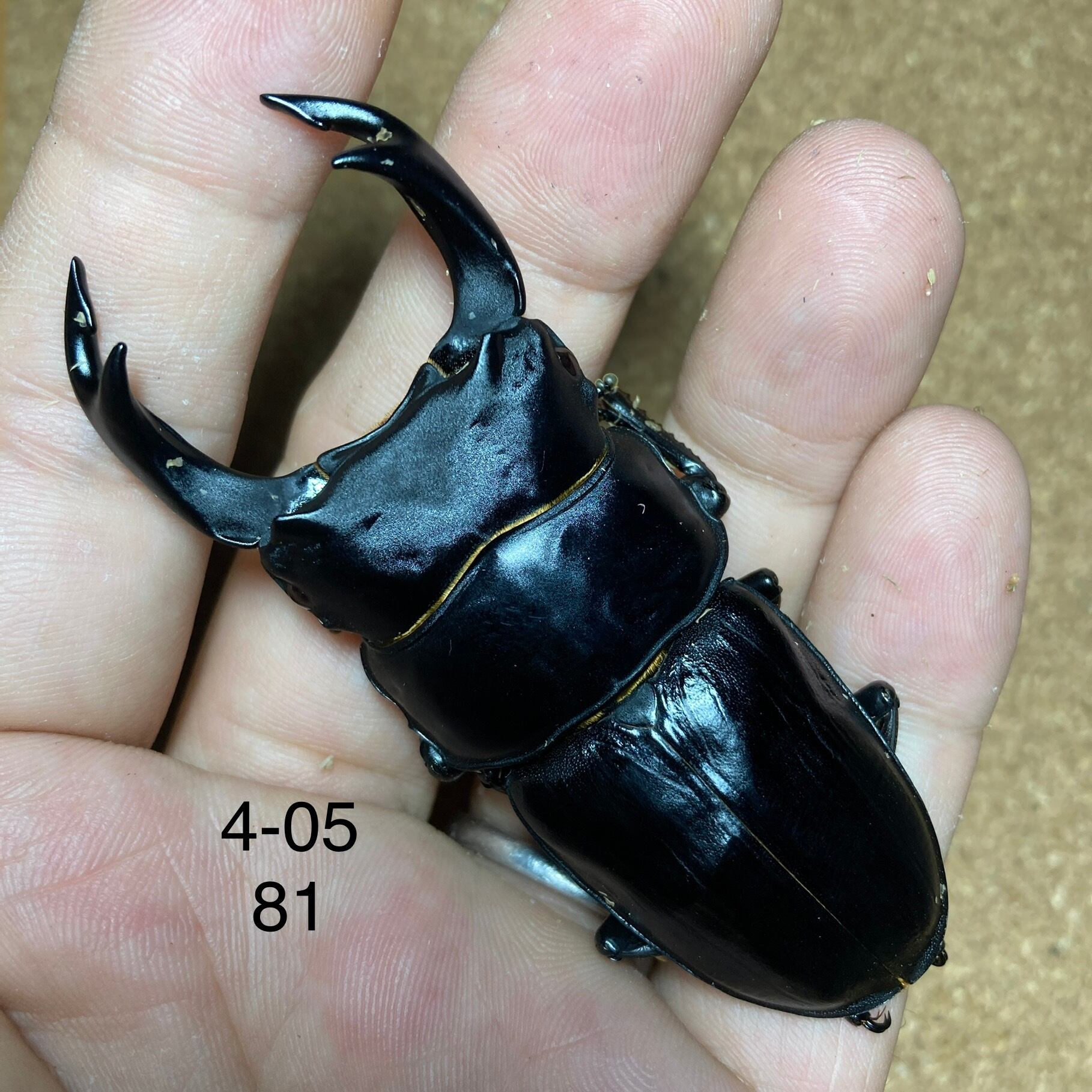 久留米オオクワガタ ♀57.7㎜ マツノインセクト