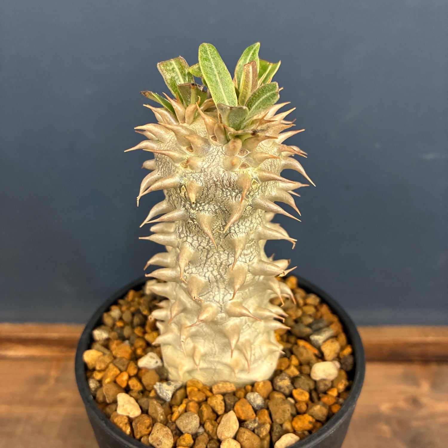 パキポディウム　デンシフローラム特大株 パキポディウム デンシフローラム【238】 | PROTOLEAF プロトリーフ