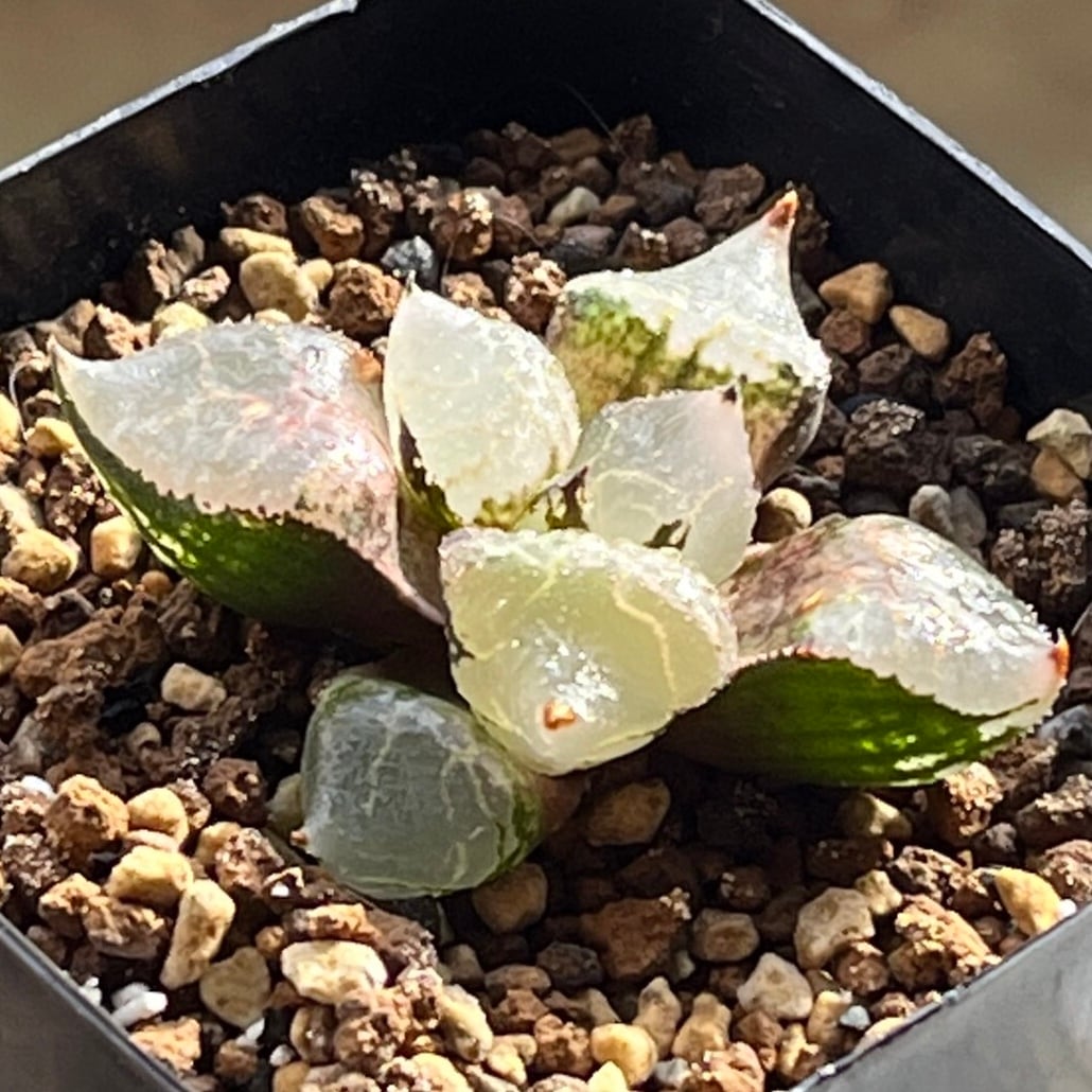 ハオルチア ピグマエアミュータント実生 特異株 | mocono_plants