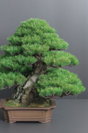 盆栽 松 Pinetree Bonsai #153