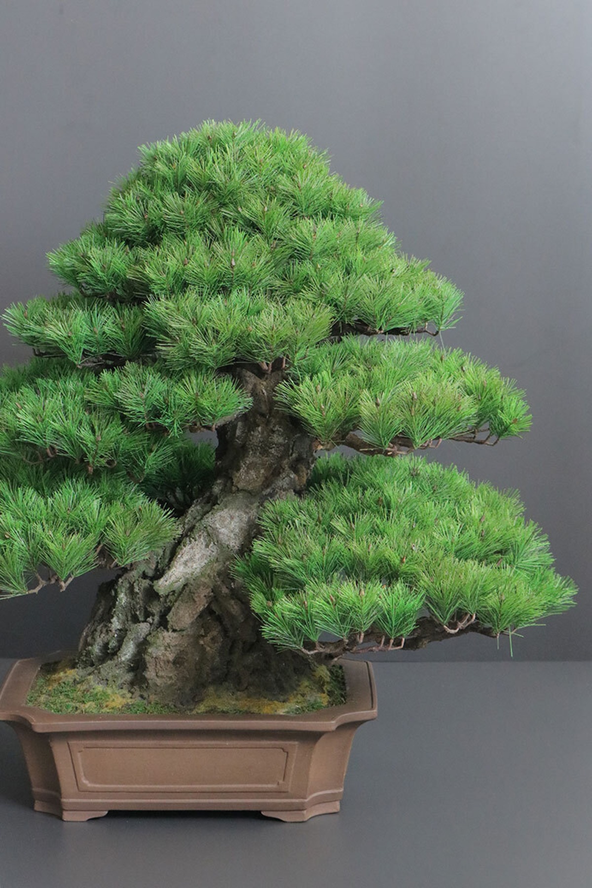 盆栽 松 Pinetree Bonsai #153 | Oh! BONSAI
