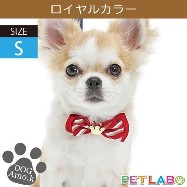 メール便発送OK!!　ロイヤルカラー(Sサイズ)　Amo.k アモワークス 首輪 胴輪 ハーネス リード 引き手 お散歩 お出かけ