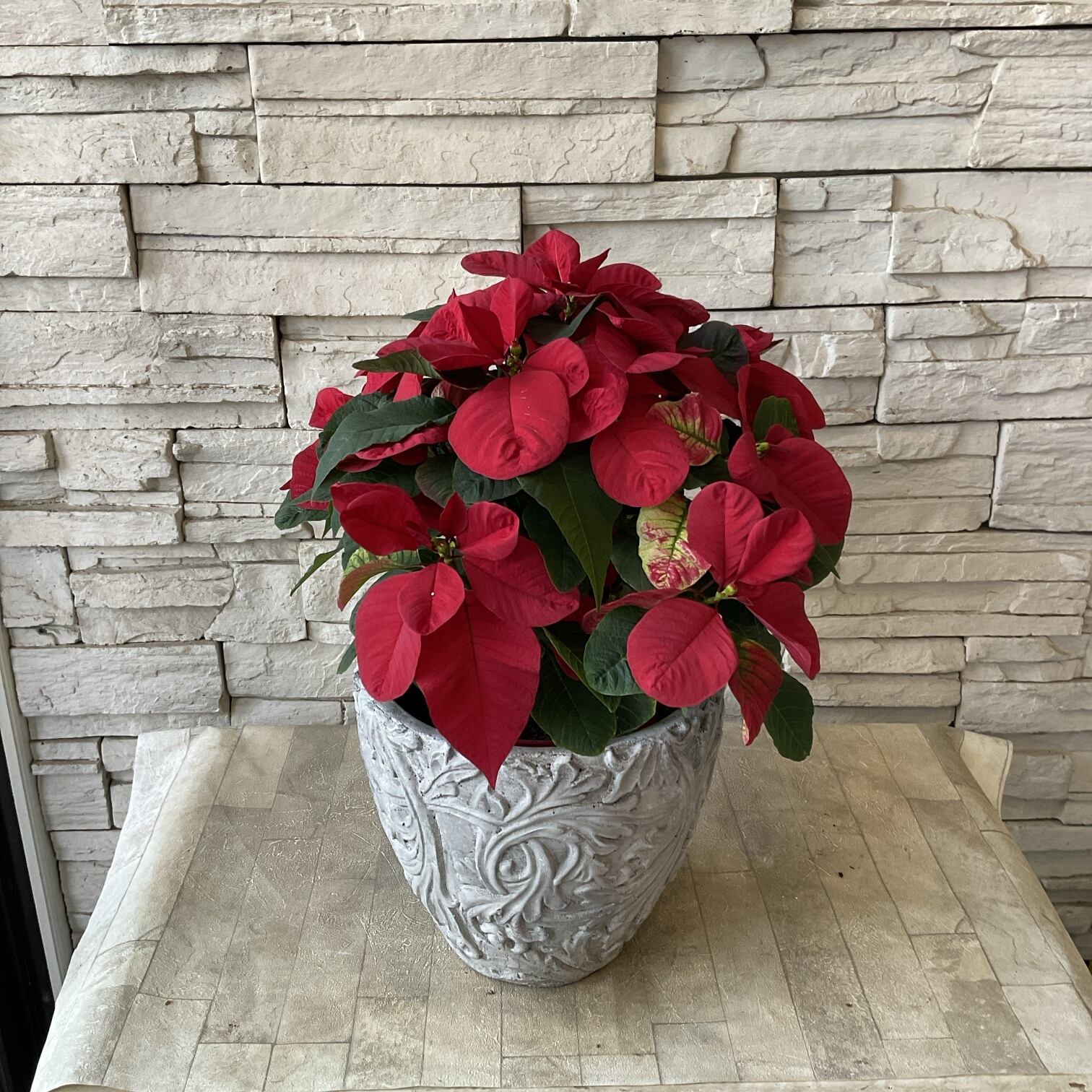 サマーポインセチア(ФωФ)ネコポス 抜き苗 50苗以上 サマーポインセチア(ФωФ)ネコポス 抜き苗 50苗以上