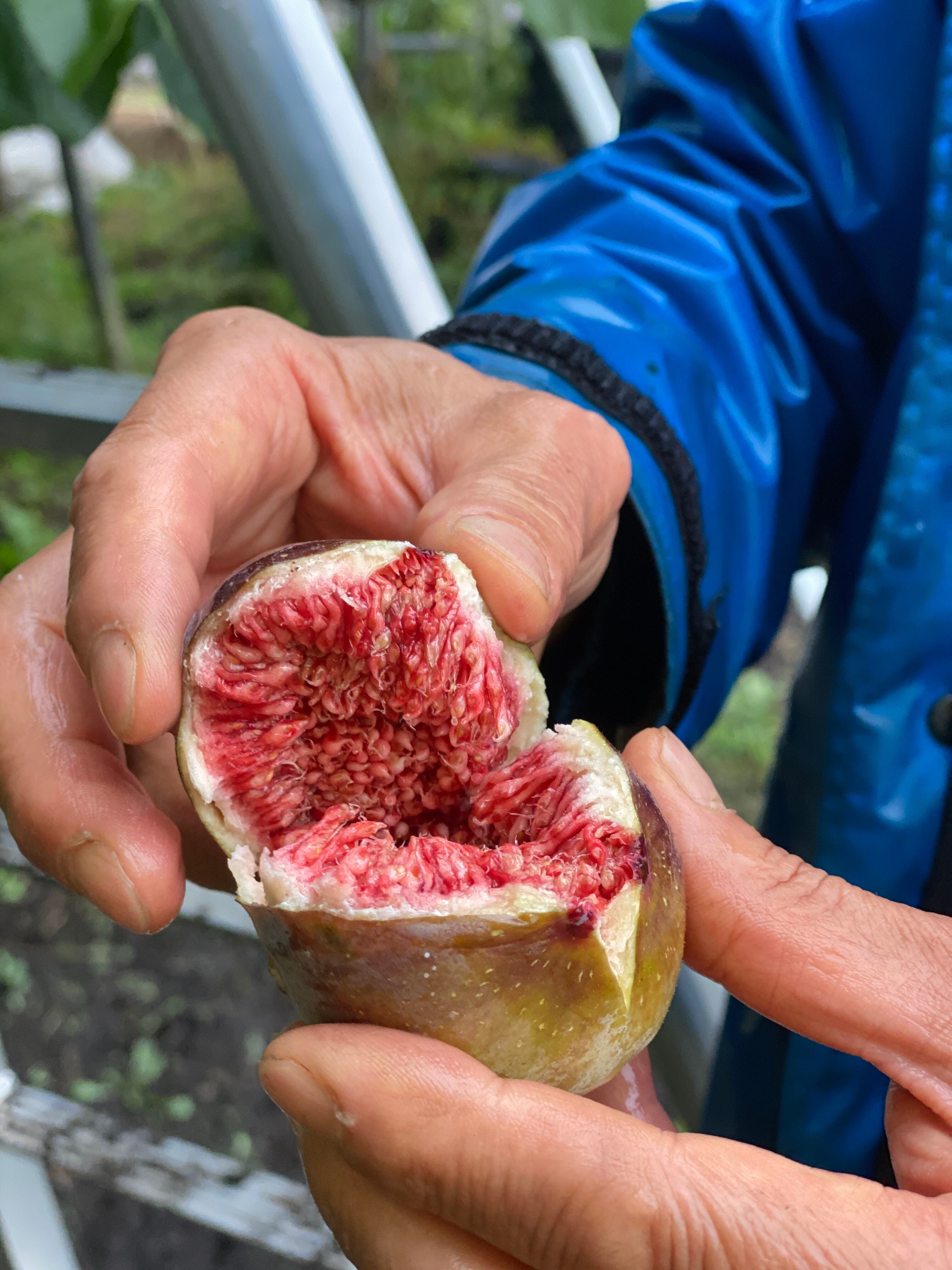 イチジク【蓬莱柿】挿し穂【日本無花果】200本 蓬莱柿 ほうらいし